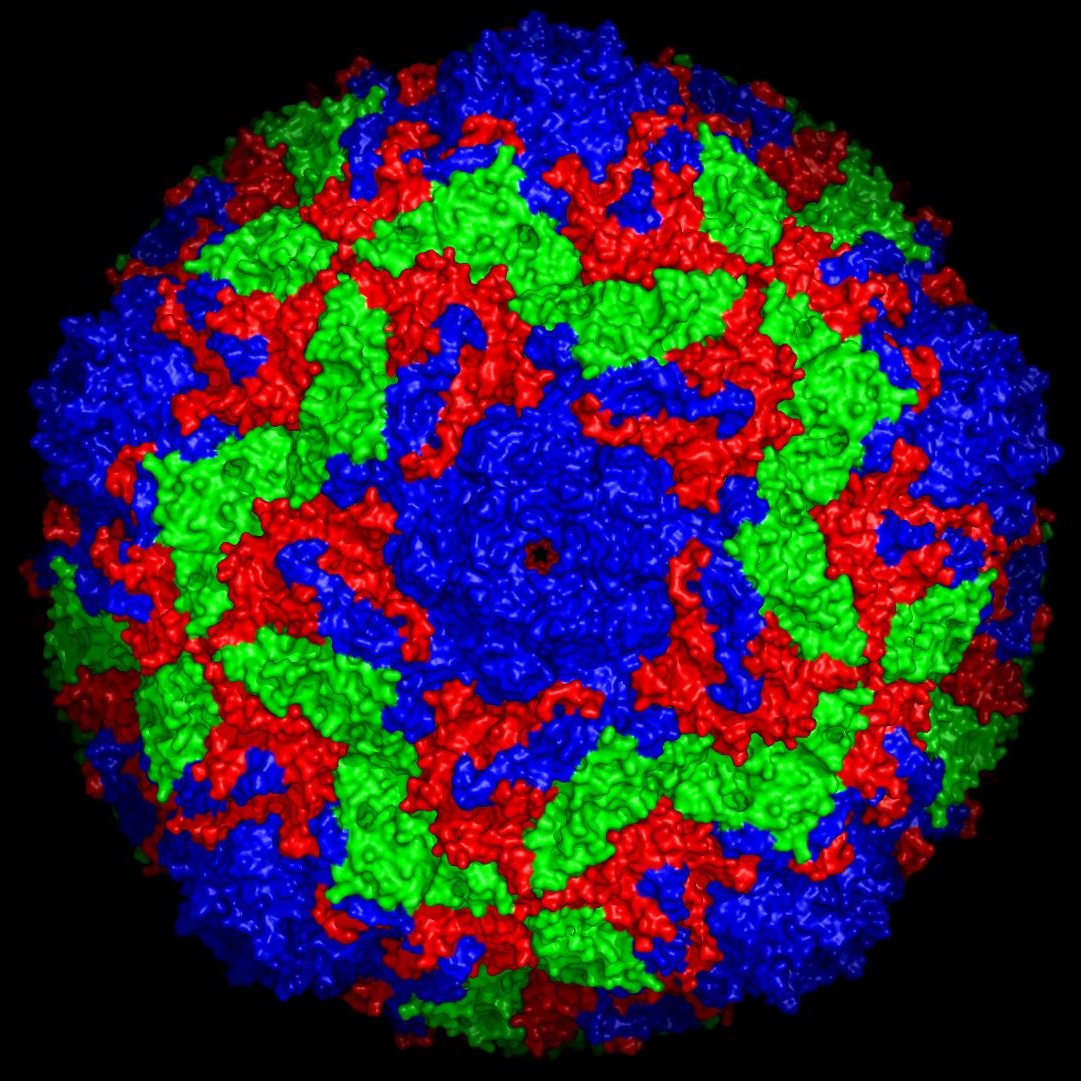 The virus particle’s structure