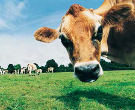 Foot and mouth disease (FMDV) is endemic in many parts of the world, causing significant economic damage