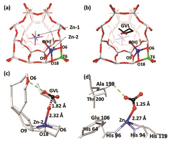 Figure 2: The refined structures of Zn/ZSM-5 catalyst derived from SXRD and refinements.
<br/>(a) Fresh Zn/ZSM-5; (b) GVL adsorbed on fresh Zn/ZSM-5; (c) A close-up view of Zn(2)-OH
<br/>interacting with the carbonyl of GVL; BAS (Brønsted acidic sites) in O6 assists the regeneration
<br/>of depleted Zn-OH by water molecule activation (d) A published crystal structure showing
<br/>a complex intermediate of Zn-OH of T199A-CA II enzyme with adsorbed CO2 for comparison
<br/>(PDB: 1CAM) [Crystal Database from National Center for Biotechnology Information]4. In all
<br/>the refined structures, the stick/ball model is used O = red, Si = grey, Al = green, Zn = blue, C
<br/>= black. In (c) and (d), only the activated complexes with carbonyl adsorbates are colored. A
<br/>mirror plane symmetry has been disregarded for clarity, view down the x-axis (the sinusoidal
<br/>channel). Site 199 assists the regeneration of depleted Zn-OH by water molecule activation.
<br/>[Reused from doi:10.1002/anie.201704347(2017)]