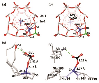 Figure 2: The refined structures of Zn/ZSM-5 catalyst derived from SXRD and refinements.<br/>(a) Fresh Zn/ZSM-5; (b) GVL adsorbed on fresh Zn/ZSM-5; (c) A close-up view of Zn(2)-OH<br/>interacting with the carbonyl of GVL; BAS (Brønsted acidic sites) in O6 assists the regeneration<br/>of depleted Zn-OH by water molecule activation (d) A published crystal structure showing<br/>a complex intermediate of Zn-OH of T199A-CA II enzyme with adsorbed CO2 for comparison<br/>(PDB: 1CAM) [Crystal Database from National Center for Biotechnology Information]4. In all<br/>the refined structures, the stick/ball model is used O = red, Si = grey, Al = green, Zn = blue, C<br/>= black. In (c) and (d), only the activated complexes with carbonyl adsorbates are colored. A<br/>mirror plane symmetry has been disregarded for clarity, view down the x-axis (the sinusoidal<br/>channel). Site 199 assists the regeneration of depleted Zn-OH by water molecule activation.<br/>[Reused from doi:10.1002/anie.201704347(2017)]