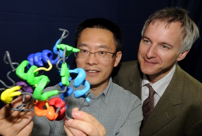Dr Jing-Jiang Zhou and Professor Nicholas Keep with a model of the structure