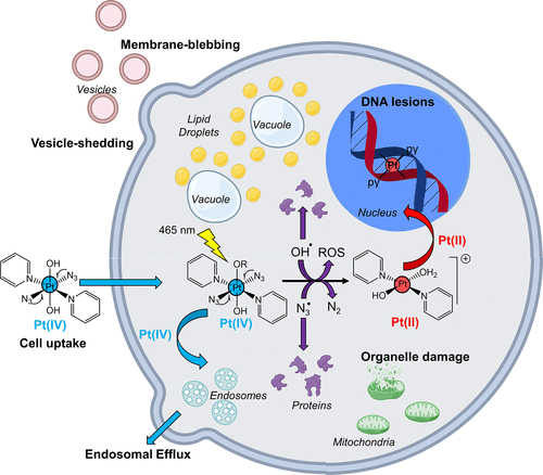 Pictorial illustration of possible cellular events arising from photoactivation of diazido Pt(IV) prodrugs in cancer cells with blue light. Created with biorender.com.<br/>Image reused from DOI: 10.1021/jacs.1c08630 under the CC BY 2.0 license.