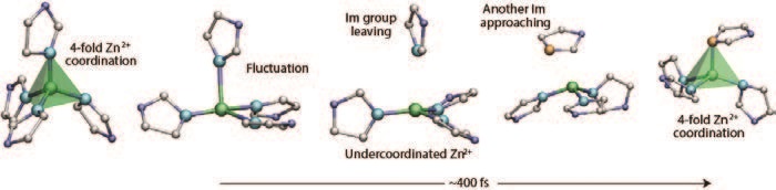 Figure 4: Visualisation of a representative imidazolate exchange event. Zn, green; N (initially coordinated), light blue; N, blue; N (coordinated after exchange), orange; C, grey.