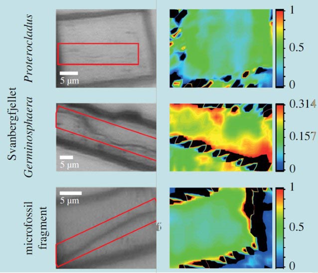 Light microscopy images (left) indicating the position of the microfossils (red boxes) and Synchrotron-based IR maps (right) showing the compositional variation of the clay around the fossil (as ratio of 3694 cm^-1 band vs the M-OH region). Data taken at MIRIAM beamline B22 at Diamond.