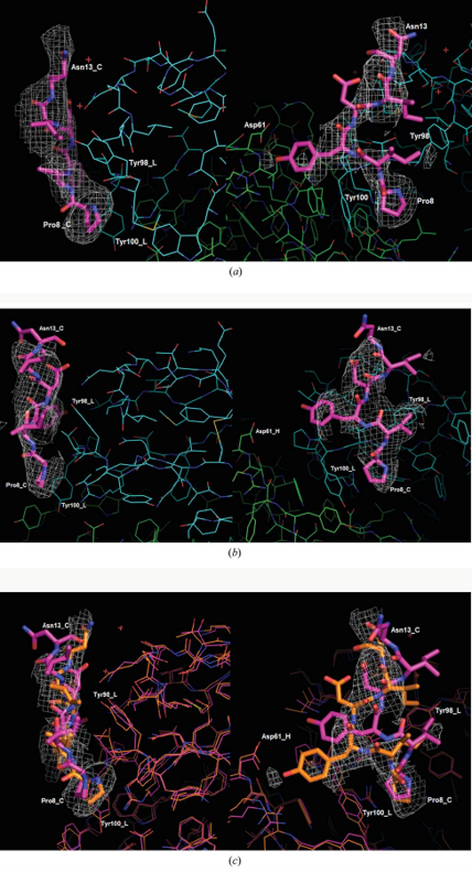 Omit electron-density maps are shown for (a) the PIYDIN residues of the 31-peptide study and (b) the PIYDIN-only study; orthogonal views are contoured at 2σ in (a) and 2.7σ in (b). (c) shows the overlay of both with the 31-peptide omit map at 2σ; the peptide does not have exactly the same placement but is very similar.