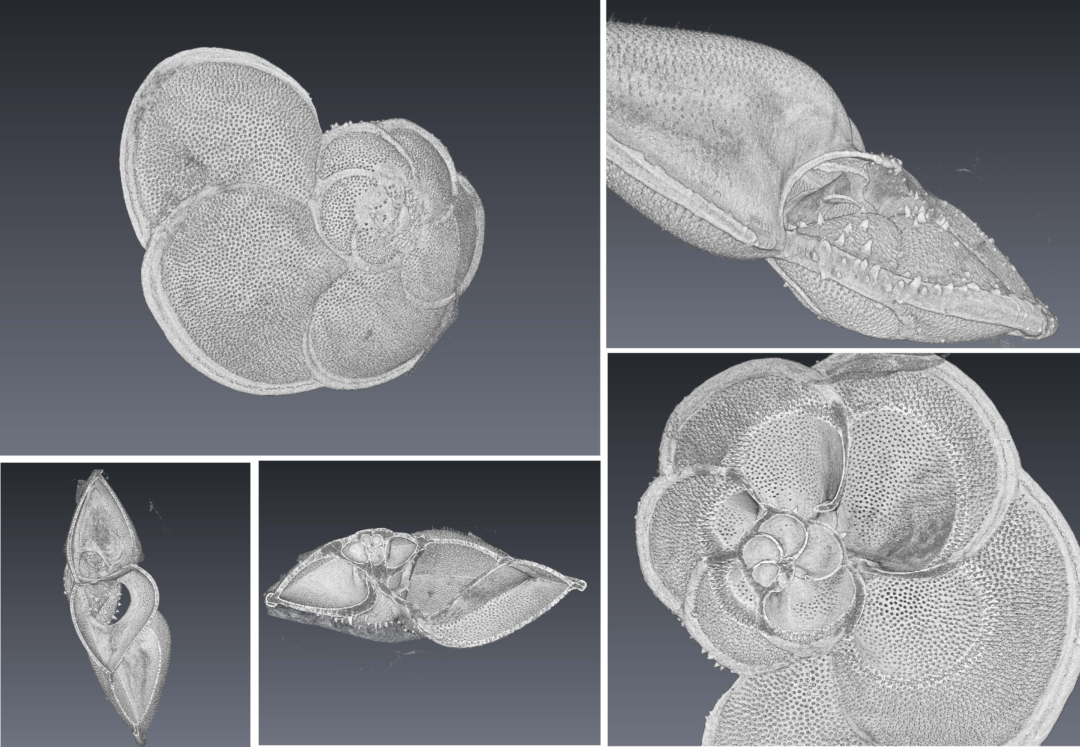 A collection of images showing the 3D reconstruction of the foraminifera Menardii