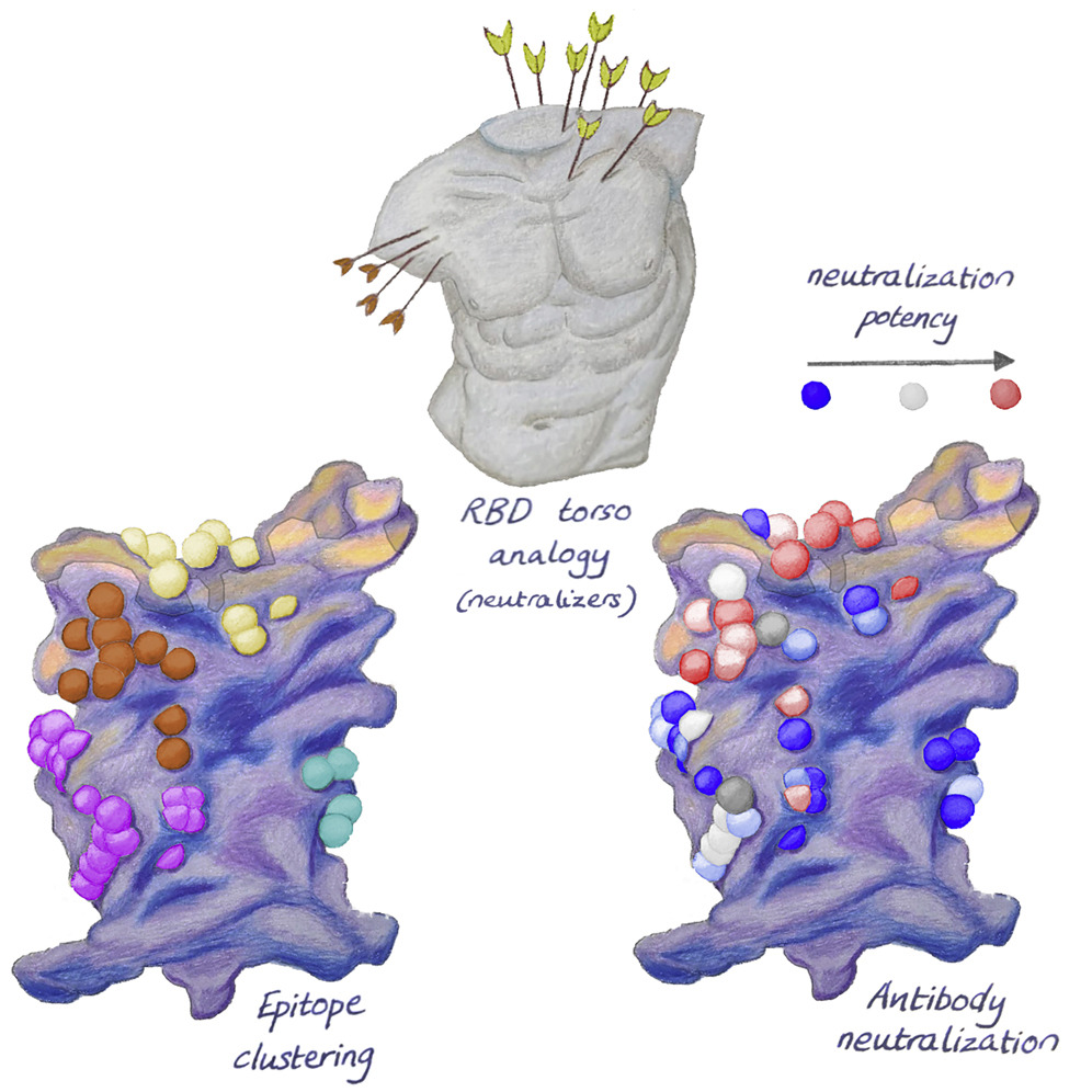 Figure from the publication showing how the receptor binding domain resembles a human torso. 