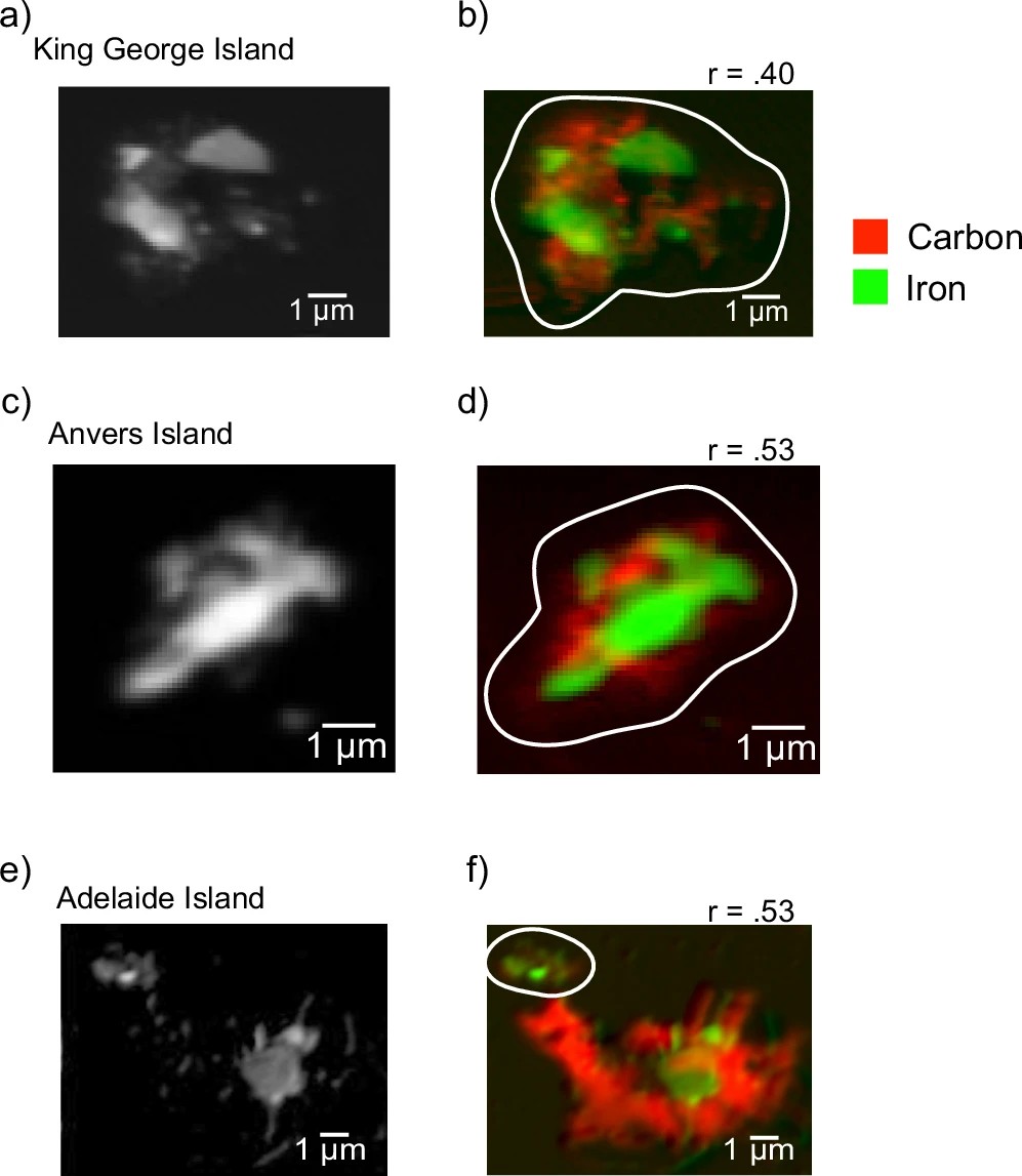 The left panel shows the Fe optical difference map, where black indicates no Fe and white indicates the highest optical density of Fe. The right panel provides colourised red-green composite maps of Fe (green) and C (red) SXM images. Brighter colours indicate a higher abundance of Fe and C. (a, b) are images taken for samples from the northern site (King George Island), (c, d) the central site (Anvers Island) and (e, f) the southern site (Adelaide Island). The areas outlined in white in the composite images represent the areas selected for pixel co-localisation analysis in ImageJ using the coloc2 plugin. The r values represent the Pearson’s R correlation coefficient corresponding to the pixels within these areas.