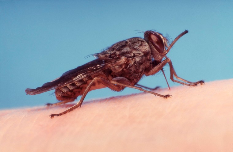 Tsetse fly feeding on human blood.<br/>Credit: Dan Salaman. 