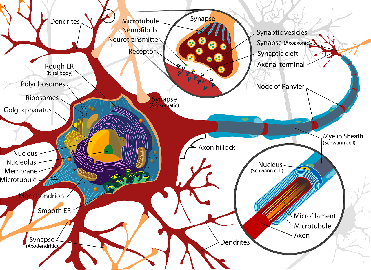Diagram of a nerve cell