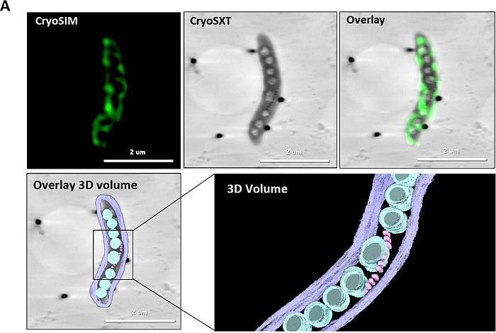 Representative tomogram slices of a MSR-1 magnetosome-producing cell grown under microaerobic conditions imaged by cryoSIM and cryoSXT, including a 3D volumetric representation of this cell using a SuRVos2 workbench. Magnetosomes are coloured in pink, PHA granules in blue and the cell membrane in purple.