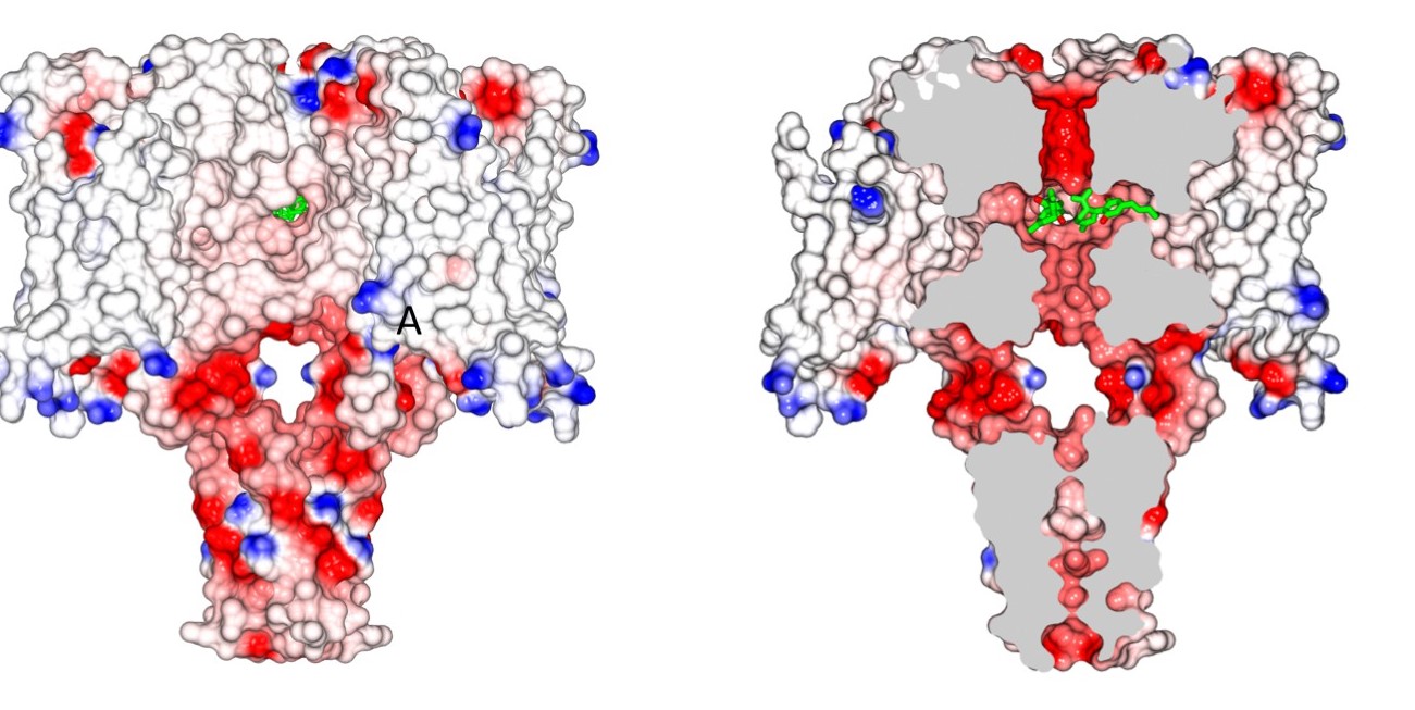 Surface view of space filling structure of NavMs coloured by electrostatics with CBD (in green) present. The orientation is the same as in the left panel of part A. The CBD (in green) is only just visible through the exterior end of one of the fenestration holes. (right) As in panel B, but with a slice through the space filling model (and through the middle of the fenestrations). For clarity only 2 CBD molecules are included, showing where the drug lies along the fenestration and blocks the ion pathway.