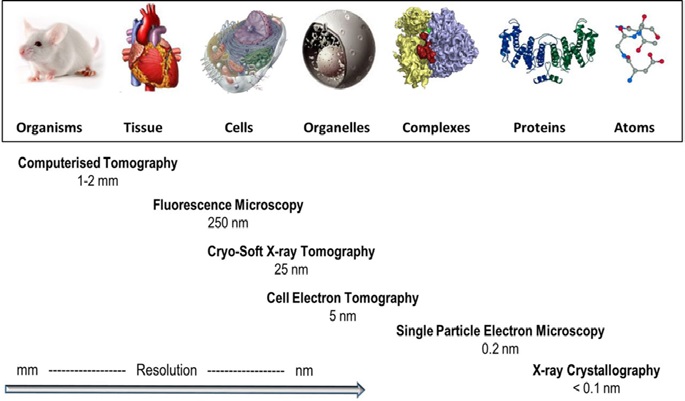 Figure 1: Biological imaging in context. Representative techniques developed for the investigation of structure in biological systems at different scales, in order of resolution attainable. (Reproduced
<br/>with permission from Harkiolaki et al. Emerg Top Life Sci (2018))