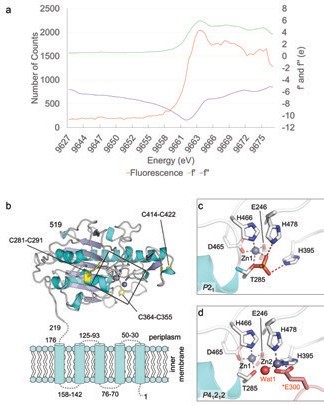 Figure 1: Crystal structure of MCR-1 (a) X-ray fluorescence scan of MCR-1 crystal. The peak was
<br/>measured at 9664.04 eV (f’: 5.92 / f’’: -8.15 e), consistent with a zinc signal. (b) Organisation
<br/>of MCR-1 showing 5 predicted membrane-spanning α-helices and the periplasmic domain
<br/>(residues 219–541). Intramolecular disulphide bonds are labeled and active site is boxed.
<br/>(c) Active site of P21 crystal form showing a single bound zinc ion (grey sphere) and Thr285
<br/>phosphorylation. (d) Active site of P41212 crystal form showing a dinuclear zinc centre and
<br/>coordination of Zn2 by residue Glu300 (pink) from an adjacent molecule in the crystal lattice.