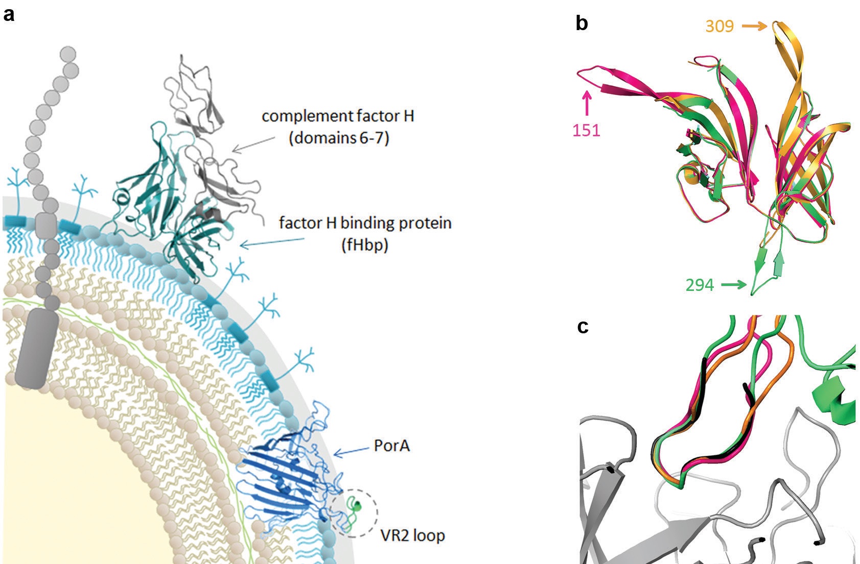 Figure 1: (a) Schematic of N. meningitidis cell surface, shown are the major antigens fHbp (in a complex with human complement factor H domains 6-7) and PorA. (b) Structural alignment of fHbp<br/>scaffolds from V1 fHbp peptides with a PorA loop inserted at residue 151 (pink, PDB: 5NQP), 294 (green, PDB: 5NQX) or 309 (orange, PDB: 5NQY). (c) Structural alignment of the PorA VR2 epitopes in the<br/>fHbp scaffold (151, pink; 294, green; 309, orange) with a linear peptide of PorA VR2 P1.16 (black) in a complex with a bactericidal Fab fragment (grey) from monoclonal antibody MN12H2 (PDB: 2MPA).