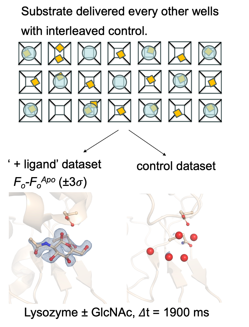 Lys-DoC