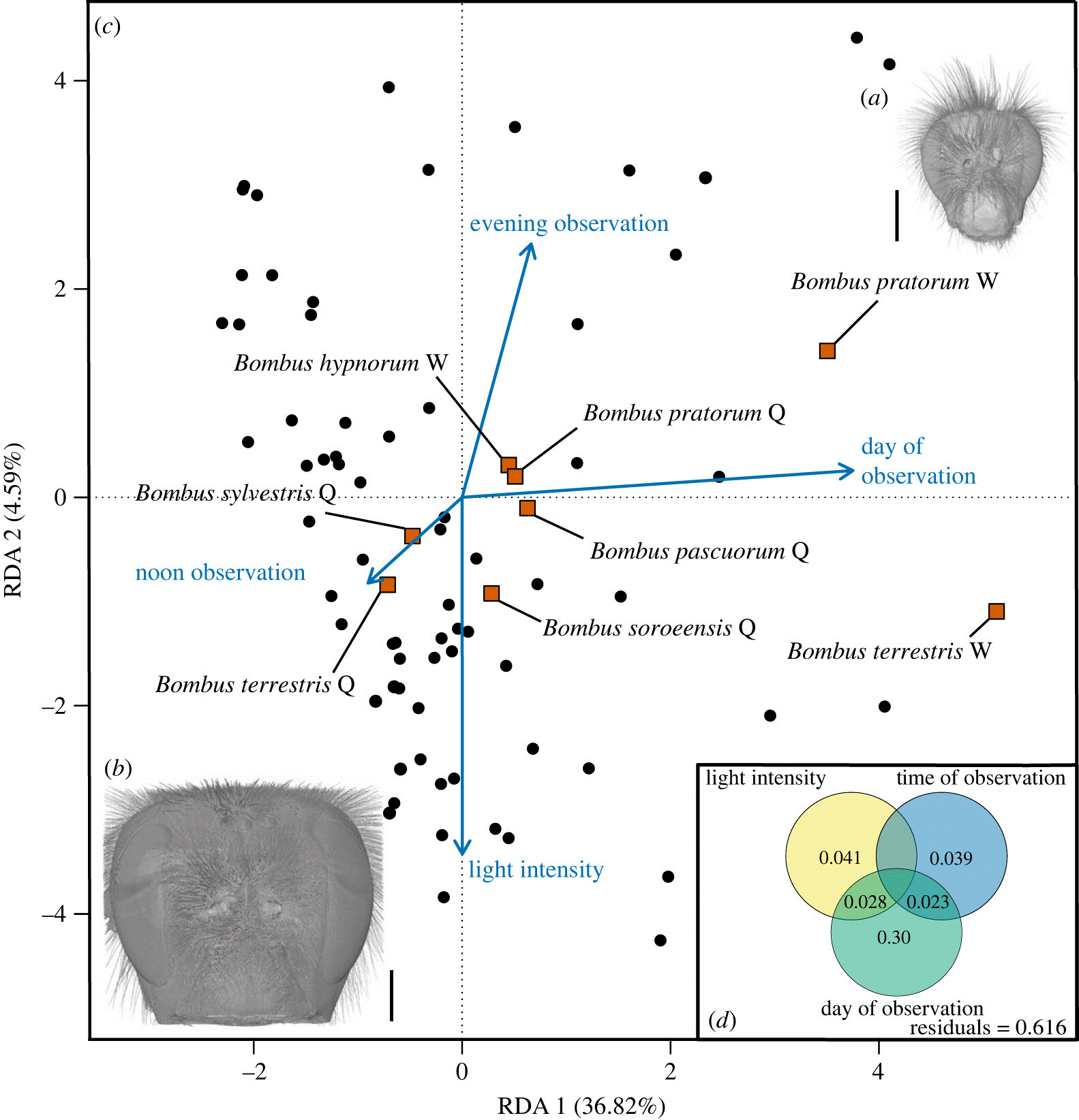 Role of light and temperature on bumblebee community composition