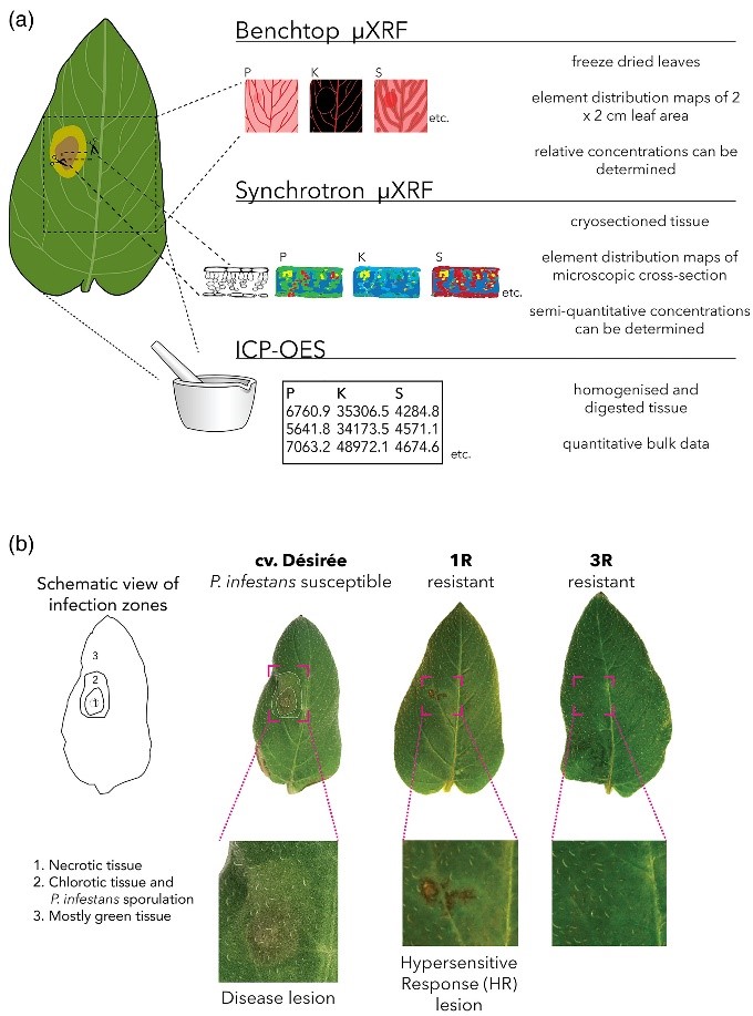 Overview of techniques and plant lines used in this study. (a) Summary of the different methods used to analyse elemental concentrations and distributions in potato leaves used in this paper: benchtop‐ and synchrotron‐based micro‐X‐ray fluorescence (µXRF) and inductively coupled plasma optical emission spectroscopy (ICP‐OES). (b) Representative photographs of leaflets from the three plant lines 120 hpi with Phytophthora infestans. For the susceptible cv. Désirée, the three different infection zones within the disease lesion (adapted from van West et al., 1998) are indicated with a dotted line on the photograph and in the schematic drawing next to it. Zone 1 corresponds to the necrotic tissue with the inoculation spot in the middle, zone 2 corresponds to chlorotic potato tissue and the area where P. infestans is sporulating, whereas zone 3 contains green tissue.<br/><br/>Image reused from DOI: 10.1111/tpj.15469 under the CC BY 2.0 license.