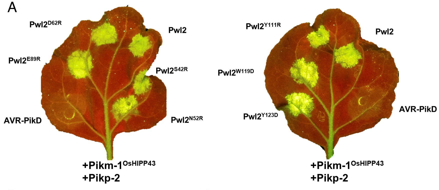 Figure 3: Cell death assays showing recognition of all single Pwl2 point mutants by the chimeric Pikm-1OsHIPP43/Pikp-2 receptor, despite deliberate targeting of mutations at the Pwl2/OsHIPP43 interface. 