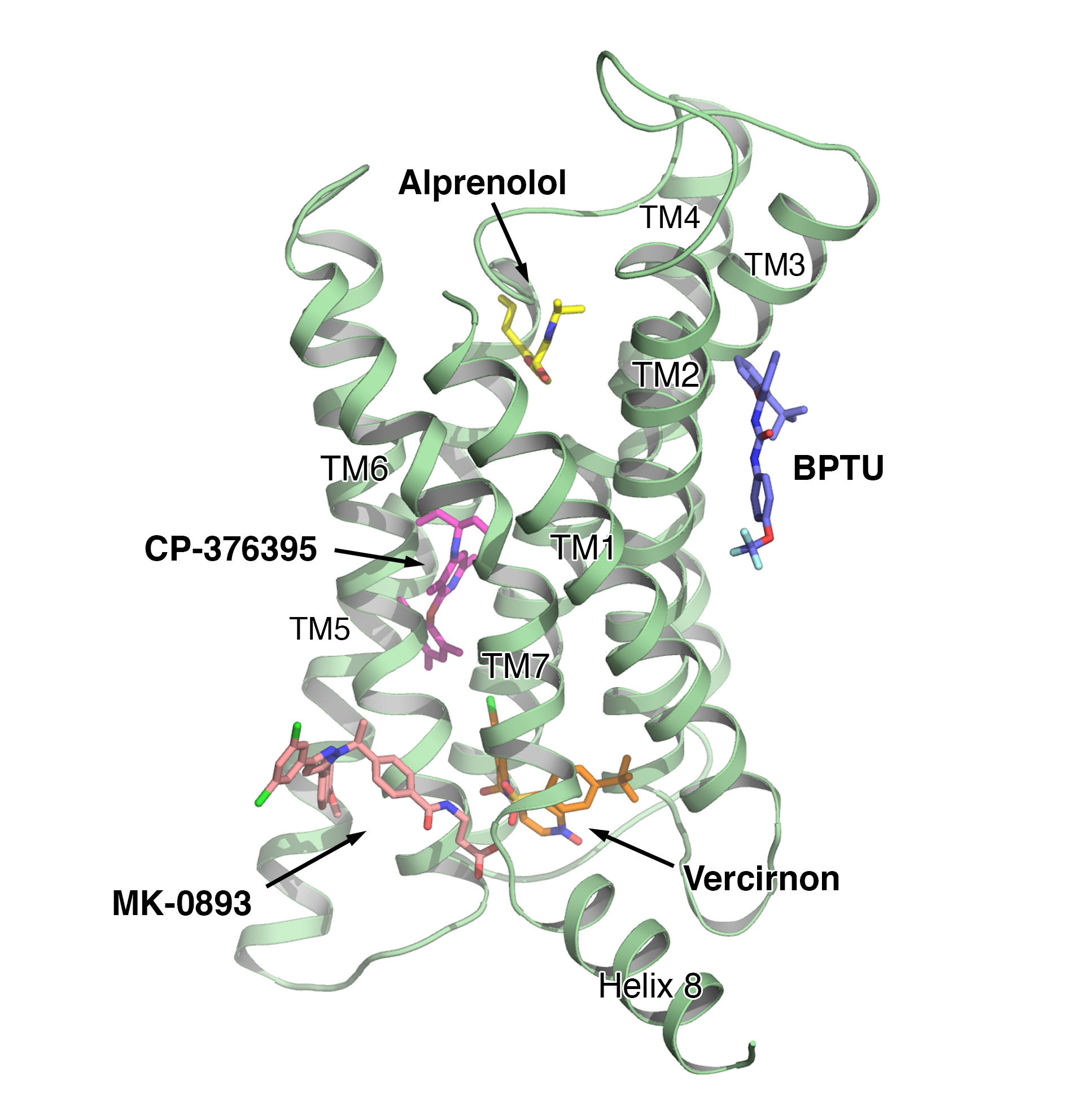 Identification of a novel binding site on the glucagon receptor