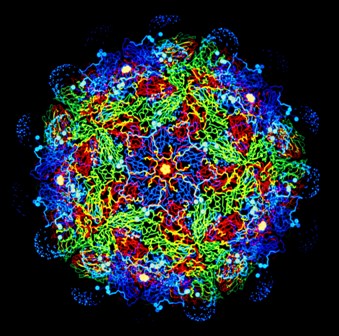 Structure of the foot-and-mouth virus, solved at Diamond