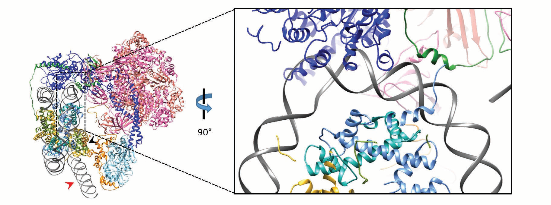 Figure 2: Left panel: atomic model of SWR1:nucleosome built into cryo-EM map. The map is rotated with the nucleosome diad axis towards viewer. Red arrowhead shows interaction between DNA<br/>overhang and Swc6; black arrowhead points towards Swc6-H2A contact. Right panel: inset showing bulging of nucleosomal DNA caused by interaction with Swr1 subunit.SWR1 complex and the<br/>nucleosome are depicted with the same colours as in Figure 1.
