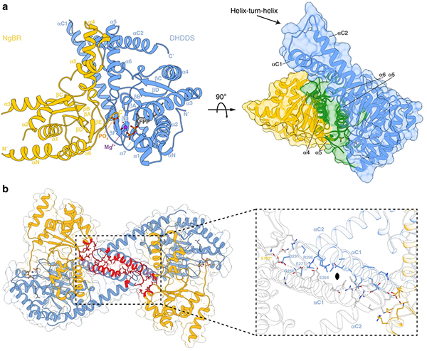 Overall structure of xcis-PT, one of the structures solved at Diamond Light Source released in the PDB this week, taking Diamond over 10,000 depositions. Solving the structure of xcis-PT – a human prenyltransferase composed of a tetrameric assembly of two proteins – was key to understanding certain enzymatic mutations that can lead to severe human diseases. Mutations in either or both proteins that form the tetramer have been linked with retinitis pigmentosa, epilepsy, visual, neurological and hearing impairments to name a few.  From: Structural basis of heterotetrameric assembly and disease mutations in the human cis-prenyltransferase complex (Nature Communications, DOI: 10.1038/s41467-020-18970-z).