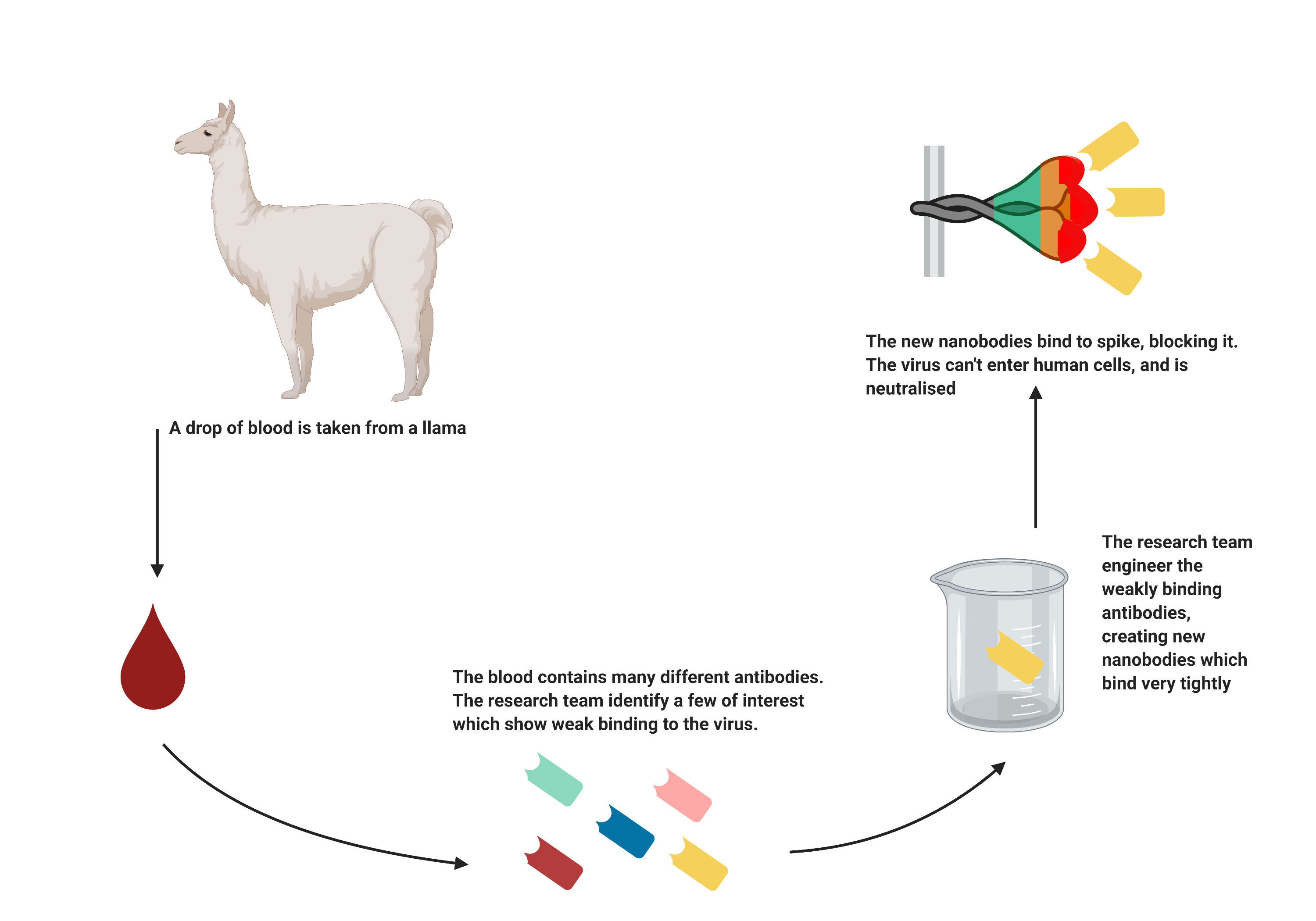 Graphic showing how blood from a llama creates new nanobodies