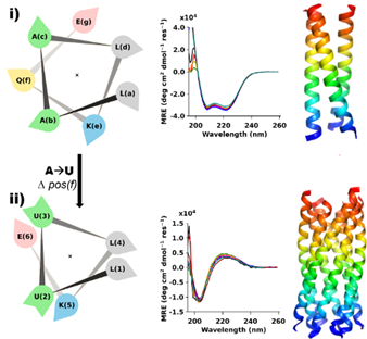 Figure 1: Design principal, biophysical characterization, and structures. Helical wheel, Circular dichroism, and structure of (i) trimer coiled coil (PDB ID: 7qdk) of the starting sequence with heptad repeat and (ii) left-handed 310- helical assembly (PDB ID: 7qdi)