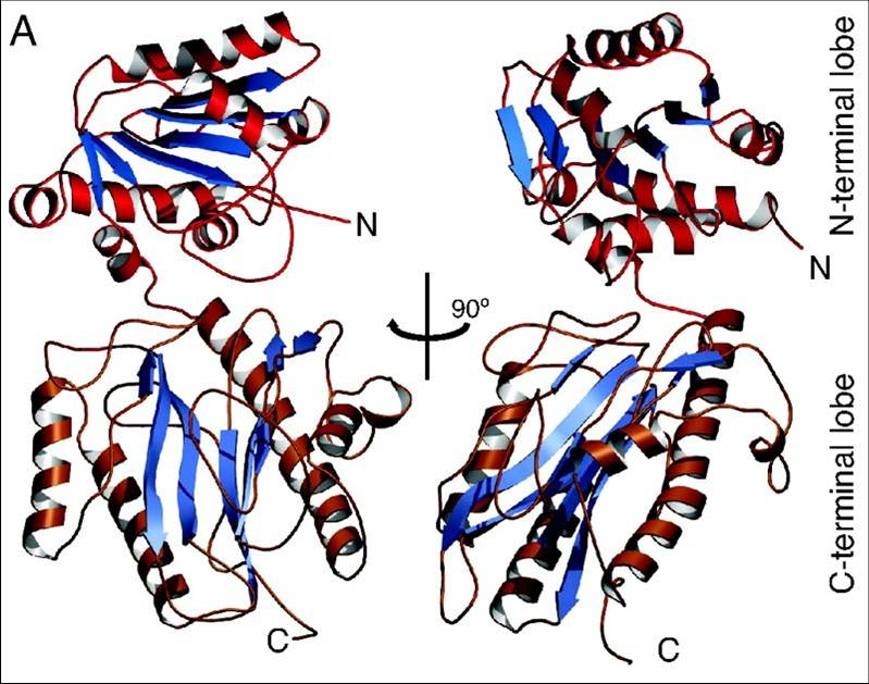 Structure of the aminopeptidase domain of Spt16.