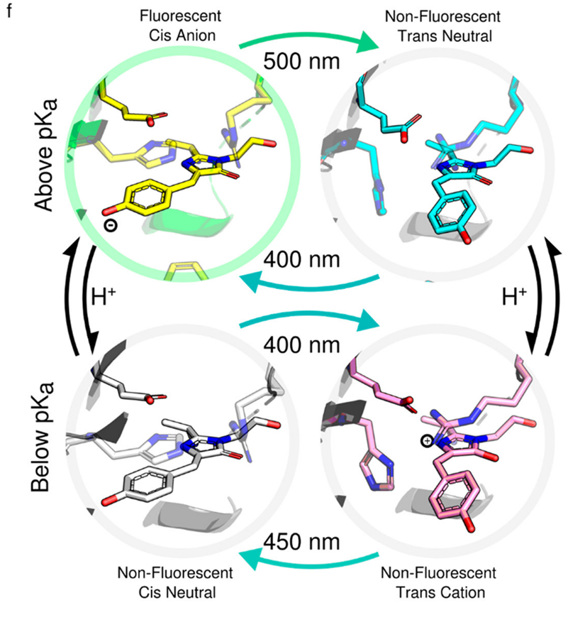 Proposed schematic for switching above and below the pKa. <br/>Image reused from DOI: 10.1021/acs.jpcb.2c06780 under the CC BY 2.0 license.