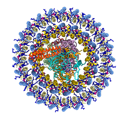 Photosynthetic complex from bacterium Gemmatimonas phototrophica – courtesy of Dr. Tristan I. Croll, University of Cambridge, UK 