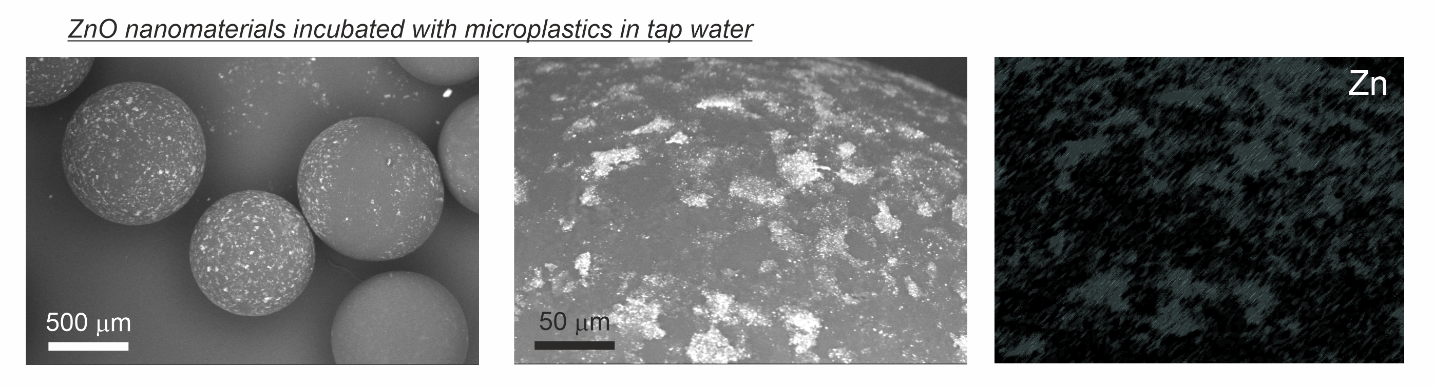 Figure 1. Scanning electron microscopy (SEM) analysis for the ZnO nanomaterials stabilised in tap-water for 7 days, and further incubated with microplastics for 24 hours. The left SEM image is a low-magnification view, with the middle image zooming in the region subsequently quantified. The Zn-signal from the energy dispersive X-ray spectroscopy (EDX) is displayed at the right after applying a different colour map and adjusting the histogram accordingly.<br/><br/>NOTE: All the images are an adaptation of the published paper at: https://onlinelibrary.wiley.com/doi/full/10.1002/gch2.202300036.