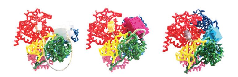 Figure 2: The 3D-printer generated CtUGGT model with its seven domains coloured TRXL1 (purple), TRXL2 (blue), TRXL3 (cyan), TRXL4 (green), βS1 (yellow), βS2 (orange) and GT (red). (a) a large,
<br/>white LEGO glycoprotein; (b) a medium-size magenta LEGO glycoprotein; (c) a small, purple LEGO glycoprotein. Jelly babies at the end of a piece of string symbolise the Man9GlcNAc2 N-linked
<br/>glycans on the glycoproteins. Disclaimer: the relative size of glycan to protein is not to scale.