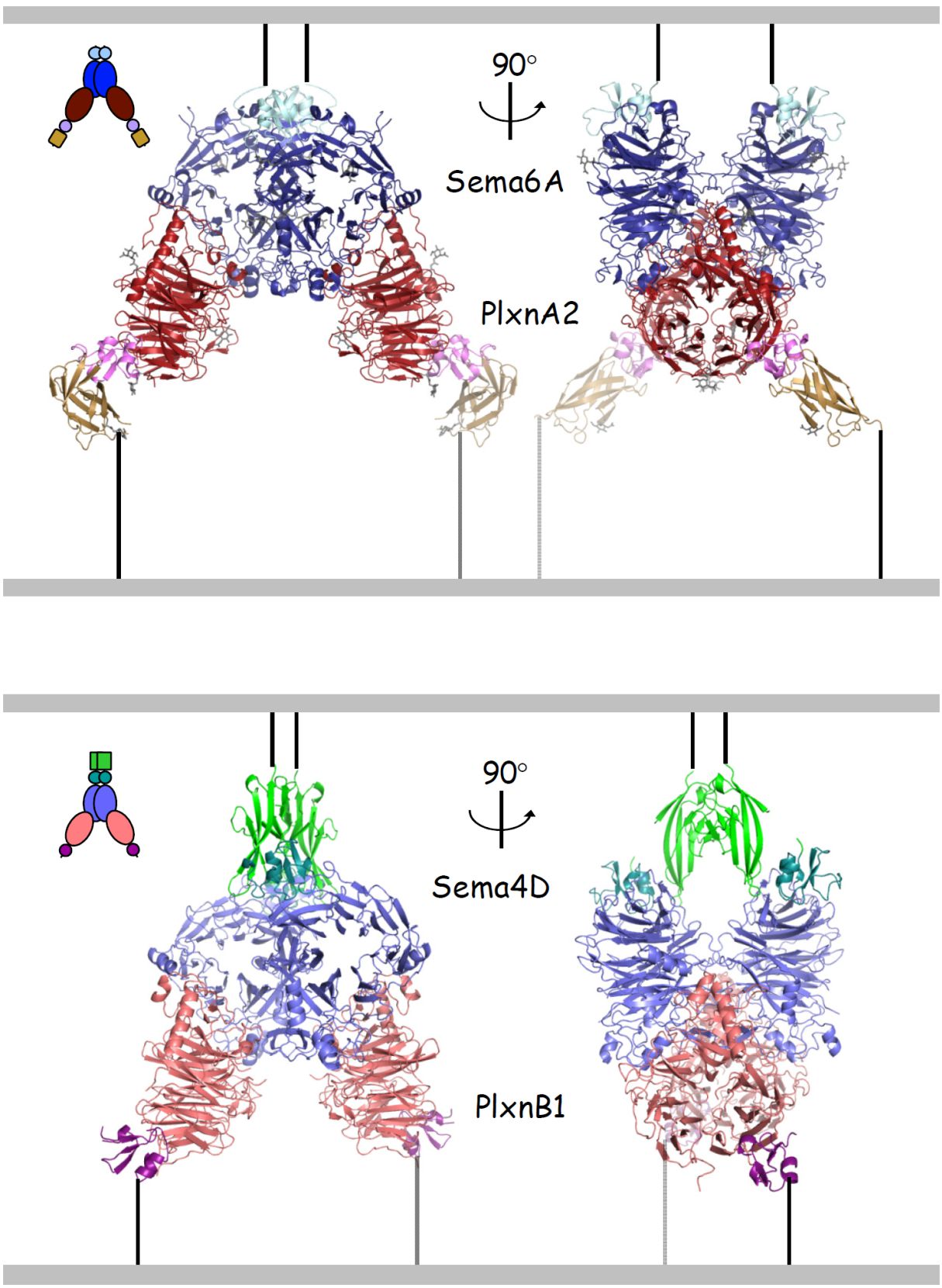 Structures of two semaphorin-plexin complexes reveal that a common mode of interaction underlies semaphorin-plexin cell-cell signalling.