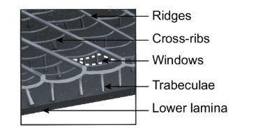 A typical scale structure.