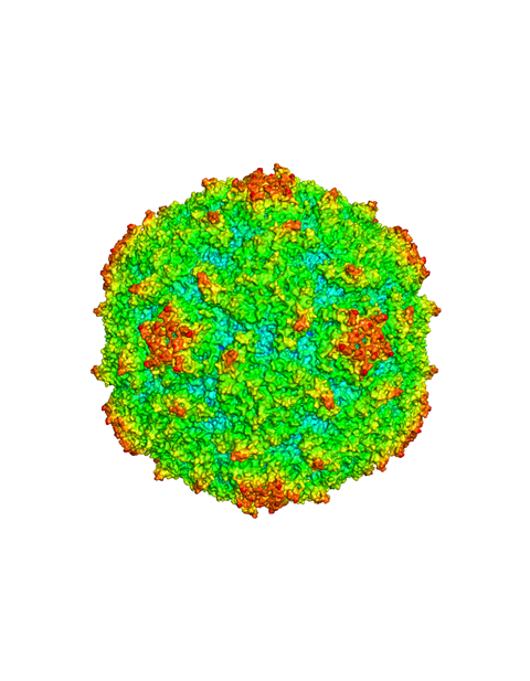 Lighting up a new path for novel synthetic Polio vaccine