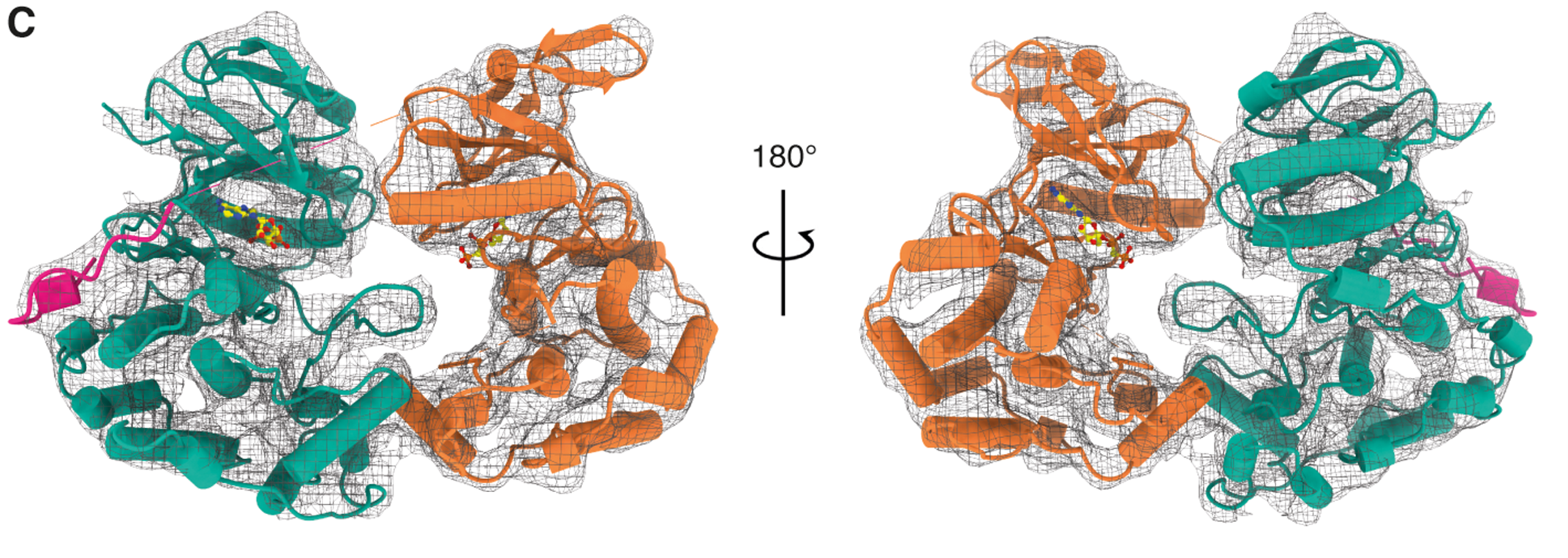 Fig. 1: Structure of the MKK6-p38α complex shown in cartoon representation with α-helices as cylinders, with the sharpened Coulomb potential map shown as a black mesh.