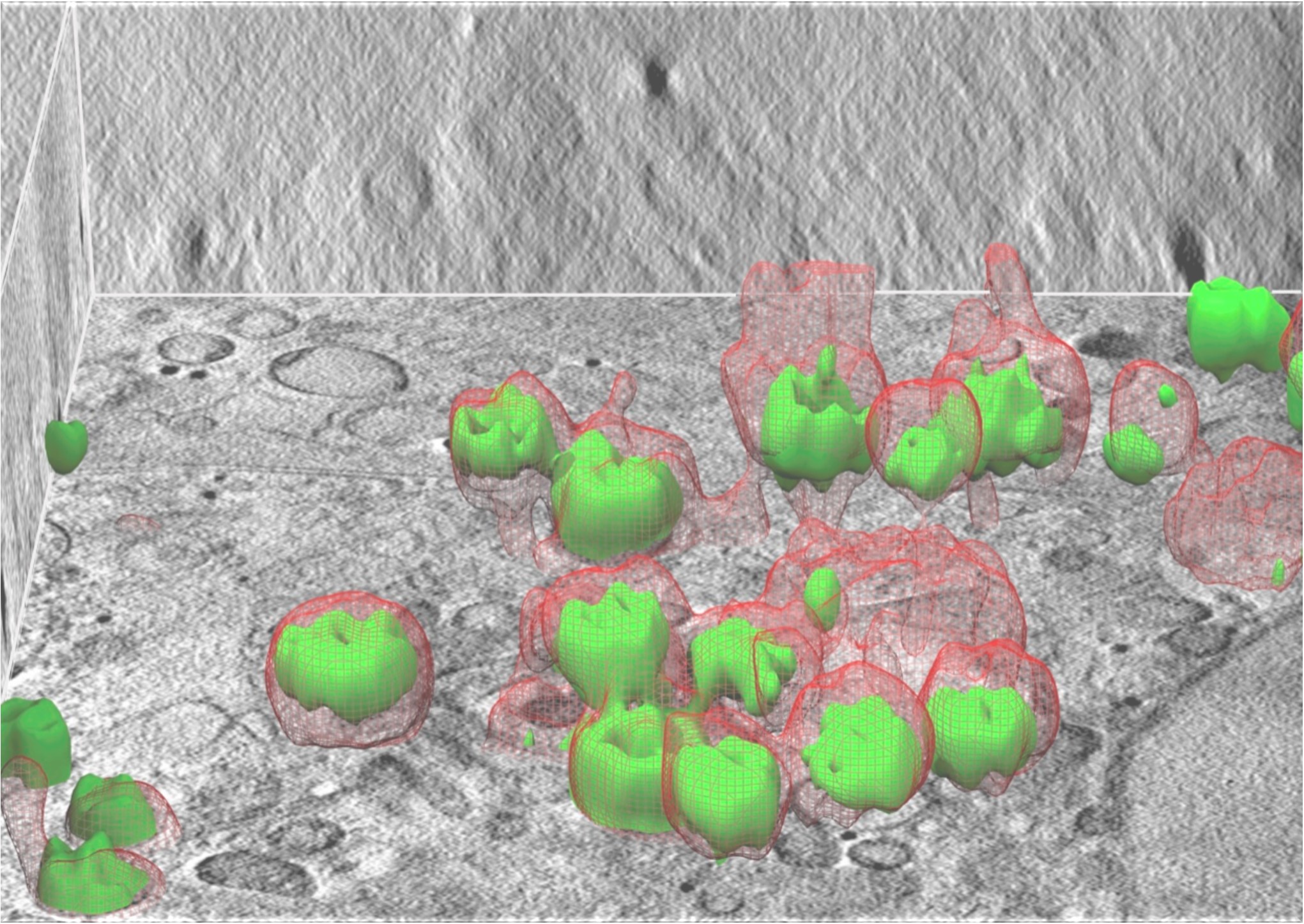 Image Experimental workflow of correlative cryo-SXT and cryo-SIM