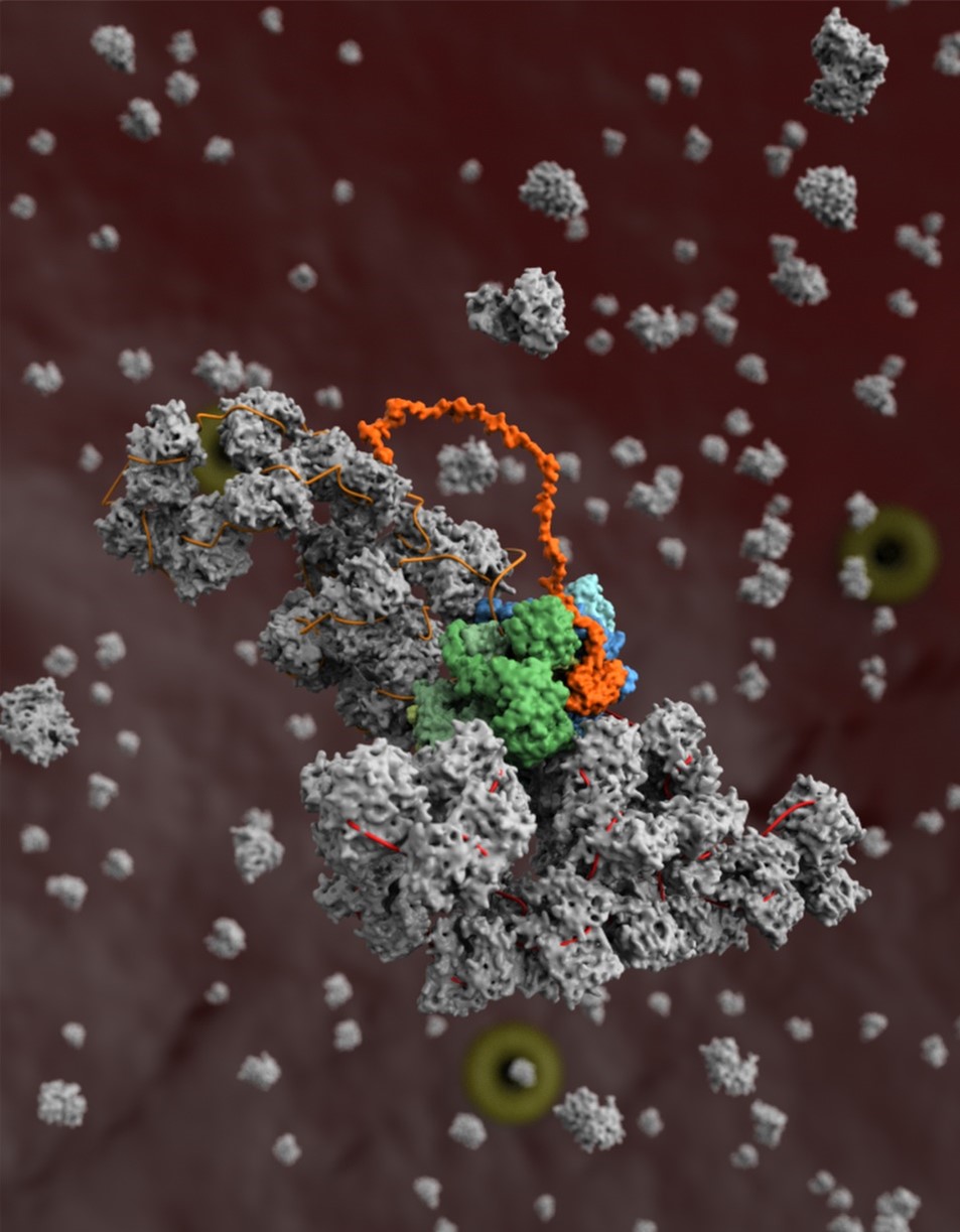 A model of the influenza virus replication machinery in the process of the viral RNA polymerase (blue) copying a viral RNA genome segment (red) in complex with a second copy of the polymerase (green) and host protein ANP32A (orange), and the assembly of the newly synthesised RNA segment (orange) into a ribonucleoprotein complex (grey).