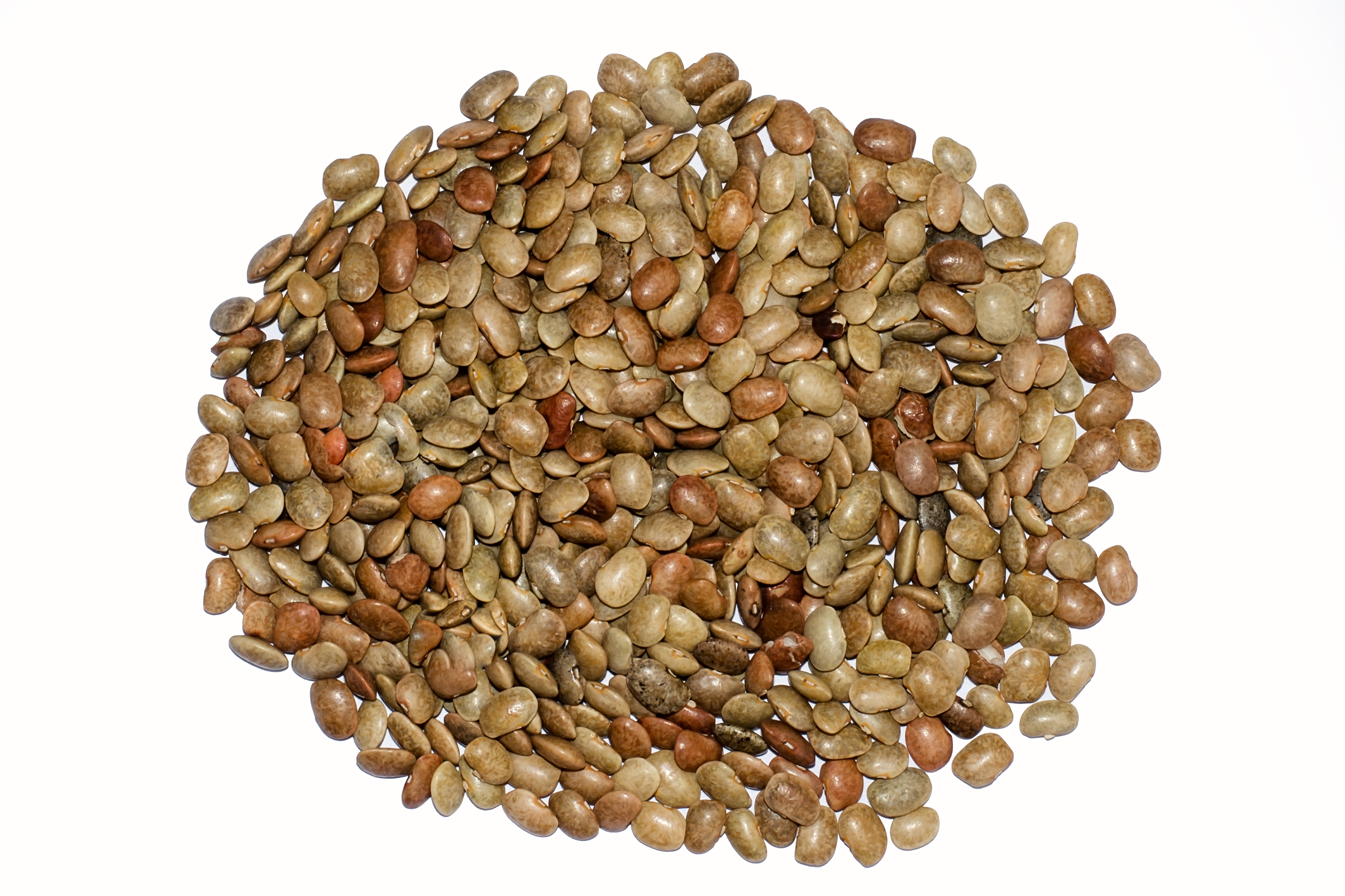 Typical crop seeds