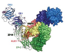 Figure 3: Theoretical model of the ternary ENG-BMP9-ALK1 complex, generated by merging
<br/>the model of the binary ENG-BMP9 complex (Fig. 2) with crystallographic information on the
<br/>BMP9-ALK1 interaction5.