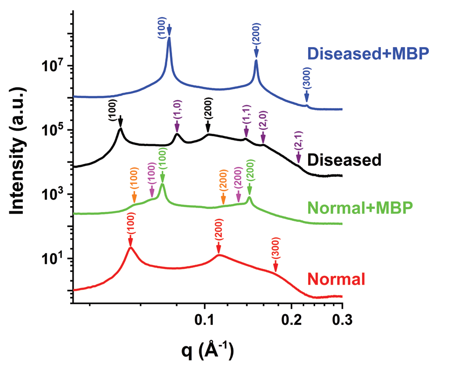 Figure 2: Normal and modified lipid compositions with and without MBP. Normal lipid
<br/>composition only (red curve), normal lipid composition with 20% w/w MBP (green curve),
<br/>modified lipid composition only (black curve), modified lipid composition with 20% w/w
<br/>MBP (blue curve). For clarity of representation the scattering patterns are shifted in the
<br/>intensity-axis.