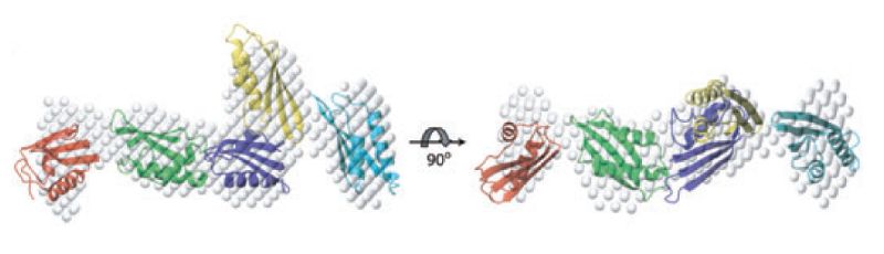 Small-angle X-ray scattering of YaeT&rsquo;s soluble domain. A. Solvated molecular envelope of the five POTRA domains calculated from the SAXS data