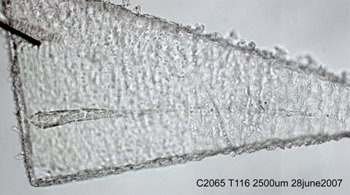 A cometary track in aerogel analysed at Diamond 2mm across
