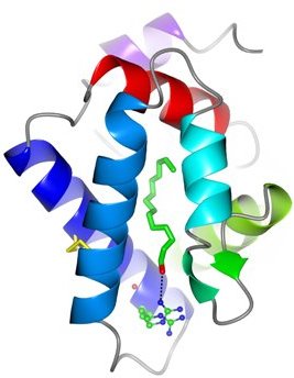 cartoon structure of the silkworm moth GOBP2 bound to an analogue of its sex pheremone.