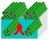 Growth of surfactant templated silica films. Picture Credit: Karen Edler