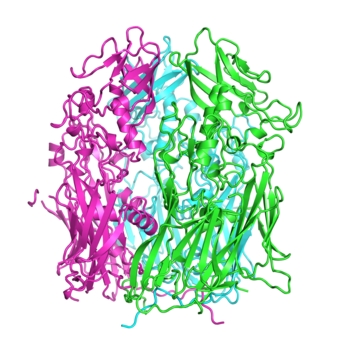 The structure of the protein D13 from Vaccinia virus is very similar to the capsid protein from a number of unrelated viruses. Credit: Courtesy of Dr Mohammad Bahar and Dr Jonathan Grimes, Wellcome Trust Centre for Human Genetics