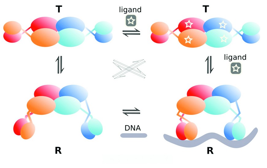 Cooperative binding principles of tetrameric gene regulators revealed by crystal structures of