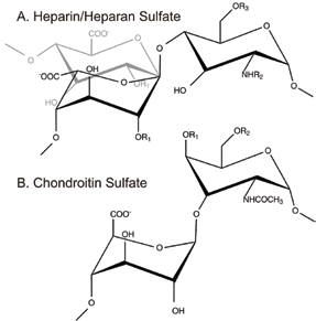 Figure 1: Schematic Illustration of the glycosaminoglycans (A) heparan sulfate [-4) &alpha;-L-IdoA (grey)/&beta;-D-GlcA (black) 1-4 &alpha;-D-GlcN (1-] and its analogue heparin [-4) &alpha;-L-IdoA 1-4 &alpha;-D-GlcN (1-]( where R1 = H or SO3 -, R2 = H/ COCH3 or SO3 - and R3 = H or SO3 -). and (B) chondroitin sulfate [&rarr;4) D-GlcA &beta; (1&rarr;3) D-GalNAc &beta; (1&rarr;], where R1 or R2 = H or SO3 -.